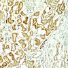 Immunohistochemistry of NOX1 in human kidney tissue with NOX1 antibody at 5 ug/ml.