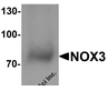 Western blot analysis of NOX3 in 293 cell lysate with NOX1 antibody at 1 &#956;g/ml.