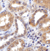 Immunohistochemistry of TXNIP in human kidney tissue with TXNIP antibody at 2 ug/ml.