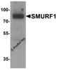 Western blot analysis of SMURF1 in 293 cell lysate with SMURF1 antibody at 1 &#956;g/ml.