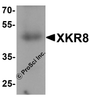 Western blot analysis of XKR8 in human stomach tissue lysate with XKR8 antibody at 1 &#956;g/ml.