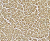 Immunohistochemistry of XKR8 in human stomach tissue with XKR8 antibody at 5 ug/ml.