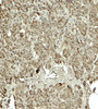 Immunohistochemistry of KIRREL2 in human pancreas tissue with KIRREL2 antibody at 5 ug/ml.