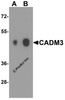 Western blot analysis of CADM3 in human brain tissue lysate with CADM3 antibody at (A) 1 and (B) 2 &#956;g/ml.