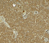 Immunohistochemistry of NOSTRIN in mouse kidney tissue with NOSTRIN antibody at 5 ug/ml.