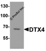 Western blot analysis of DTX4 in HeLa cell lysate with DTX4 antibody at 1 &#956;g/ml.
