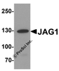 Western blot analysis of JAG1 in HeLa cell lysate with JAG1 antibody at 1 &#956;g/ml.