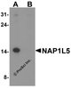 Western blot analysis of NAP1L5 in EL4 cell lysate with NAP1L5 antibody at 1 &#956;g/ml in (A) the absence and (B) the presence of blocking peptide.