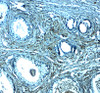 Immunohistochemistry of SPIB in human prostate tissue with SPIB antibody at 2.5 ug/mL.