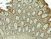 Immunohistochemistry of WSB1 in human colon tissue with WSB1 antibody at 5 ug/mL.