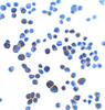 Immunocytochemistry of AJAP1 in K562 cells with AJAP1 at 2.5 ug/mL.