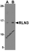 Western blot analysis of RLN3 in HeLa cell lysate with RLN3 antibody at (A) 1 and (B) 2 &#956;g/ml.