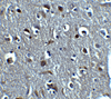 Immunohistochemistry of RLN3 in human brain tissue with RLN3 antibody at 5 ug/mL.