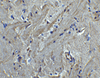Immunohistochemistry of PACS2 in mouse brain tissue with PACS2 antibody at 5 ug/mL.