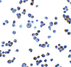 Immunocytochemistry of RAET1E in K562 cells with RAET1E at 2.5 ug/mL.