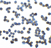 Immunocytochemistry of RFX1 in HeLa cells with RFX1 at 5 ug/mL.