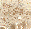 Immunohistochemistry of PDIA1 in rat small intestine tissue with PDIA1 antibody at 5 ug/mL.