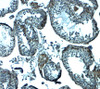 Immunohistochemistry of IZUMO1 in human testis tissue with IZUMO1 antibody at 2.5 ug/mL.