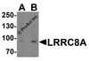 Western blot analysis of LRRC8A in EL4 cell lysate with LRRC8A antibody at (A) 1 and (B) 2 &#956;g/ml.