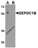 Western blot analysis of DEPDC1B in K562 cell lysate with DEPDC1B antibody at 1 &#956;g/ml in (A) the absence and (B) the presence of blocking peptide.