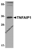Western blot analysis of TNFAIP1 in mouse brain tissue lysate with TNFAIP1 antibody at 1 &#956;g/ml.