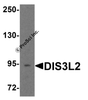Western blot analysis of DIS3L2 in 3T3 cell lysate with DIS3L2 antibody at 1 &#956;g/ml.