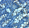 Immunohistochemistry of JAGN1 in rat colon tissue with JAGN1 antibody at 2.5 ug/mL.