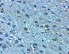 Immunohistochemistry of LANCL2 in mouse brain tissue with LANCL2 antibody at 5 ug/mL.