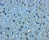 Immunohistochemistry of BCLAF1 in mouse brain tissue with BCLAF1 antibody at 5 ug/mL.