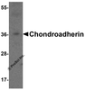 Western blot analysis of Chondroadherin in 3T3 cell lysate with Chondroadherin antibody at 1 &#956;g/ml.