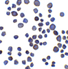 Immunocytochemistry of Chondroadherin in 3T3 cells with Chondroadherin antibody at 5 ug/ml.