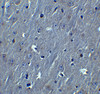 Immunohistochemistry of HOOK3 in mouse brain tissue with HOOK3 antibody at 10 ug/ml.