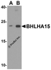 Western blot analysis of BHLHA15 in 3T3 cell lysate with BHLHA15 antibody at (A) 1 and (B) 2 &#956;g/mL.