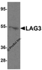 Western blot analysis of LAG3 in mouse liver tissue lysate with LAG3 antibody at 1 μg/mL.