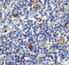 Immunohistochemistry of CD86 in human lymph node tissue with CD86 antibody at 2 ug/ml.