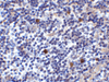 Immunohistochemistry of ICOSLG in human lymph node tissue with ICOSLG antibody at 2 ug/ml.