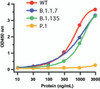 Figure 1 Detection of SARS-CoV-2 Variant Proteins with Spike S1 Antibodies by Direct ELISA  
Coating Antigen: SARS-CoV-2 full length spike proteins, including WT, UK variant (B.1.1.7) , SA variant (B.1.135) and Brazil (P.1) . Dilution: 10-3000 ng/mL. Incubate at 4 &#730; C overnight.
Detection Antibodies: SARS-CoV-2 Spike S1 Antibody, 9083, 1 &#956;g/mL, incubate at RT for 1 hr.
Secondary Antibodies: Goat anti-rabbit HRP at 1:20, 000, incubate at RT for 1 hr.
Immunogen region of antibody (9083) includes sites 20T and 26P that were mutated in Brazil variant P.1.. Therefore, Spike S1 Antibody (9083) cannot detect P.1 variant. </strong>