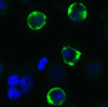 Figure 2 Immunofluorescence Validation of SARS-CoV-2 (COVID-19) Spike (cleavage site) in 293 Transfected CellsImmunofluorescent analysis of 4% paraformaldehyde-fixed Spike transfected 293cells labeling SARS-CoV-2 (COVID-19) Spike (cleavage site) with 9091 at 10 mg/mL, followed by goat anti-rabbit IgG secondary antibody at 1/500 dilution (green) and DAPI staining (blue) .