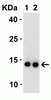 Figure 2 Western Blot Validation with SARS-CoV-2 (COVID-19) NSP9 Protein
Loading: 30 ng per lane of SARS-CoV-2 (COVID-19) NSP9 recombinant protein (10-417) .
Antibodies: SARS-CoV-2 (COVID-19) NSP9, 9163, 1h incubation at RT in 5% NFDM/TBST.
Secondary: Goat anti-rabbit IgG HRP conjugate at 1:10000 dilution.
Lane 1: 0.5 ug/mL and 
Lane 2: 1 ug/mL