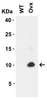 Figure 1 Western Blot Validation with SARS-CoV-2 (COVID-19) ORF9c Overexpressed 293 Cells
Loading: 10 &#956;g per lane of 293 cell lysate from WT and SARS-CoV-2 (COVID-19) ORF9c transfected cells.
Antibodies: SARS-CoV-2 (COVID-19) ORF9c 9291, 1 &#956;g/ml, 1h incubation at RT in 5% NFDM/TBST.
Secondary: Goat anti-rabbit IgG HRP conjugate at 1:10000 dilution.