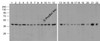 Western blot analysis of Actin in 293, A431, A549, Daudi, HeLa, HepG2, Jurkat, K562, MOLT4, 3T3, Raji, THP-1, mouse brain, rat brain, rabbit brain, mouse lung, rat lung, mouse liver, rat liver, rabbit spleen, chicken small intestine, and drosophila lysate with Biotin-Beta-Actin antibody at 1 &#956;g/mL.