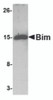 Western blot analysis of 5 ng of Bim recombinant protein with Bim antibody at 1 &#956;g/mL.