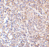 Immunohistochemistry of MD-2 in human spleen with MD-2 antibody at 2.5 ug/mL.