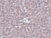 Immunohistochemistry of IRAK in rat liver tissue with IRAK antibody at 5 ug/mL.