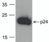 Western blot analysis of 20 ng of recombinant HIV-1 p24 protein with PM-6335-biotin at 0.2 &#956;g/mL.
