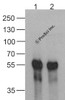 Western blot analysis of (1) 20 ng of DDDDK-tagged recombinant GGP1 protein and (2) 20 ng of DDDDK-tagged recombinant GGP1 protein using 1 ug of DDDDK-tag antibody to immunoprecipitate and 1 ug/ml anti-GGP1 antibody to detect.