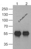 Western blot analysis of (1) 20 ng of HAT-tagged recombinant GGP1 protein and (2) 20 ng of HAT-tagged recombinant GGP1 protein using 1 ug of HAT-tag antibody to immunoprecipitate and 1 ug/ml anti-GGP1 antibody to detect.