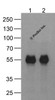 Western blot analysis of (1) 20 ng of cMyc-tagged recombinant GGP1 protein and (2) 20 ng of cMyc-tagged recombinant GGP1 protein using 1 ug of cMyc-tag antibody to immunoprecipitate and 1 ug/ml anti-GGP1 antibody to detect.