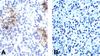 (A) Immunohistochemistry of PD-1 in human spleen tissue with PD-1 [10B3] antibody at 10 ug/mL. (B) Immunohistochemistry in human spleen tissue with control mouse IgG staining at 10 ug/mL.