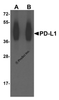 Western blot analysis of PD-L1 in overexpressing HEK293 cells PD-L1 antibody at 0.25 and 0.5 &#956;g/ml